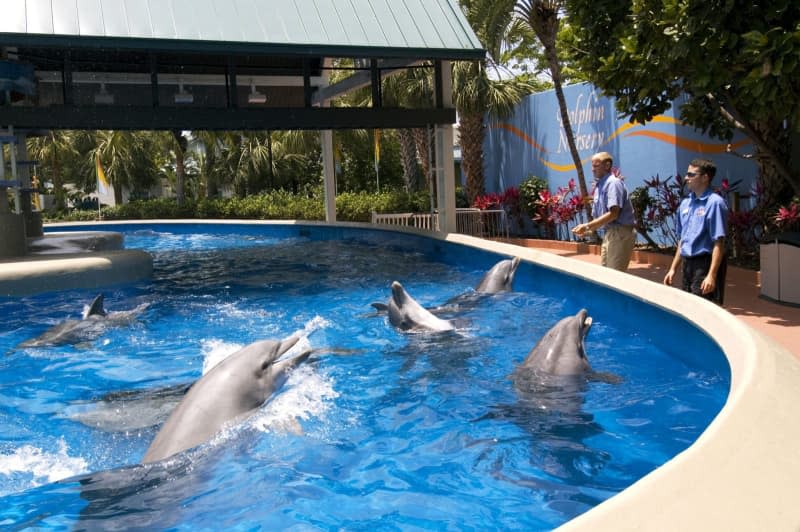 SeaWorld, long famous for its shows involving dolphins and killer whales, no longer breeds killer whales. Its trainers have also stopped riding on dolphins. Norbert Eisele-Hein/imageBROKER/dpa