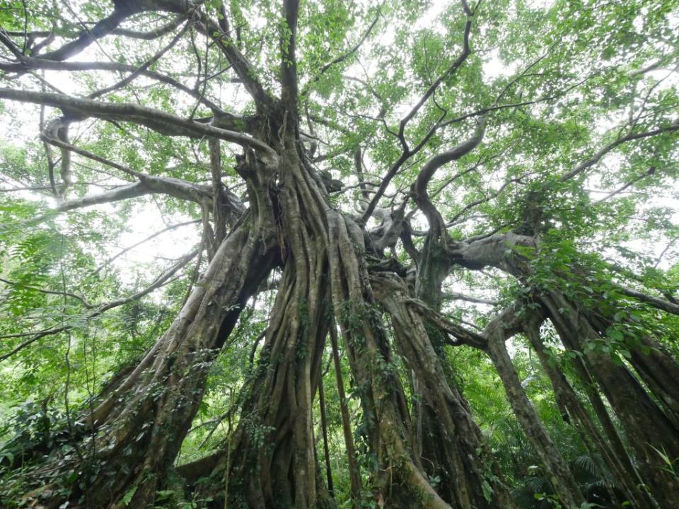 知本國家森林遊樂區_會走路的樹。（林務局提供）