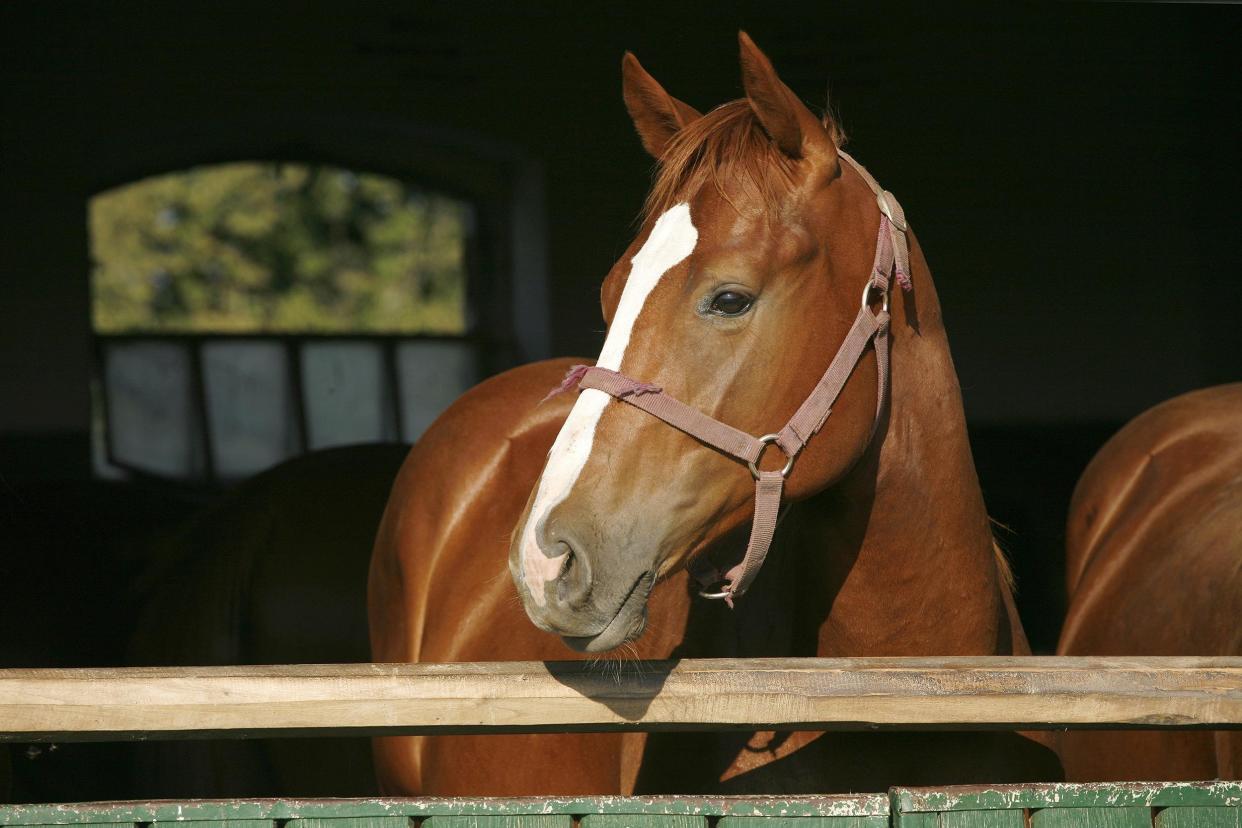 young thoroughbred chestnut colored horse in the stable door