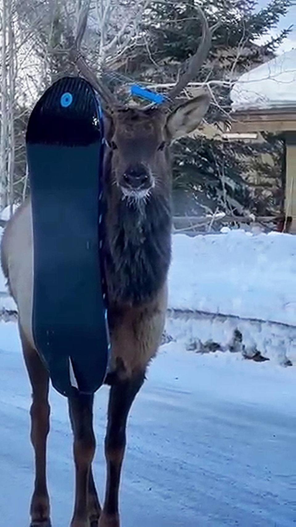 A bull elk in the Wood River Valley was seen with a sled and rope entangled in his antlers.