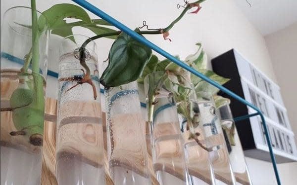 Propagation station: test tubes are a popular vessel for cuttings - Instagram.com/thatcactigirl