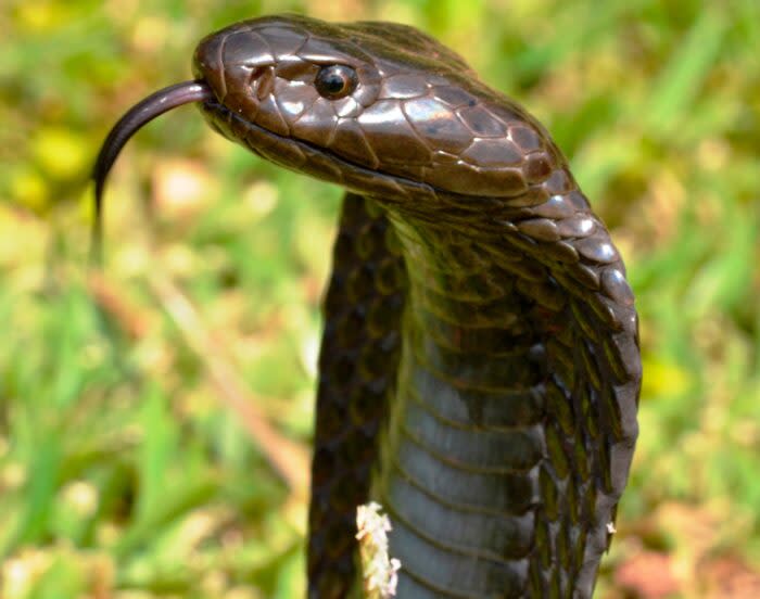 A black necked spitting cobra