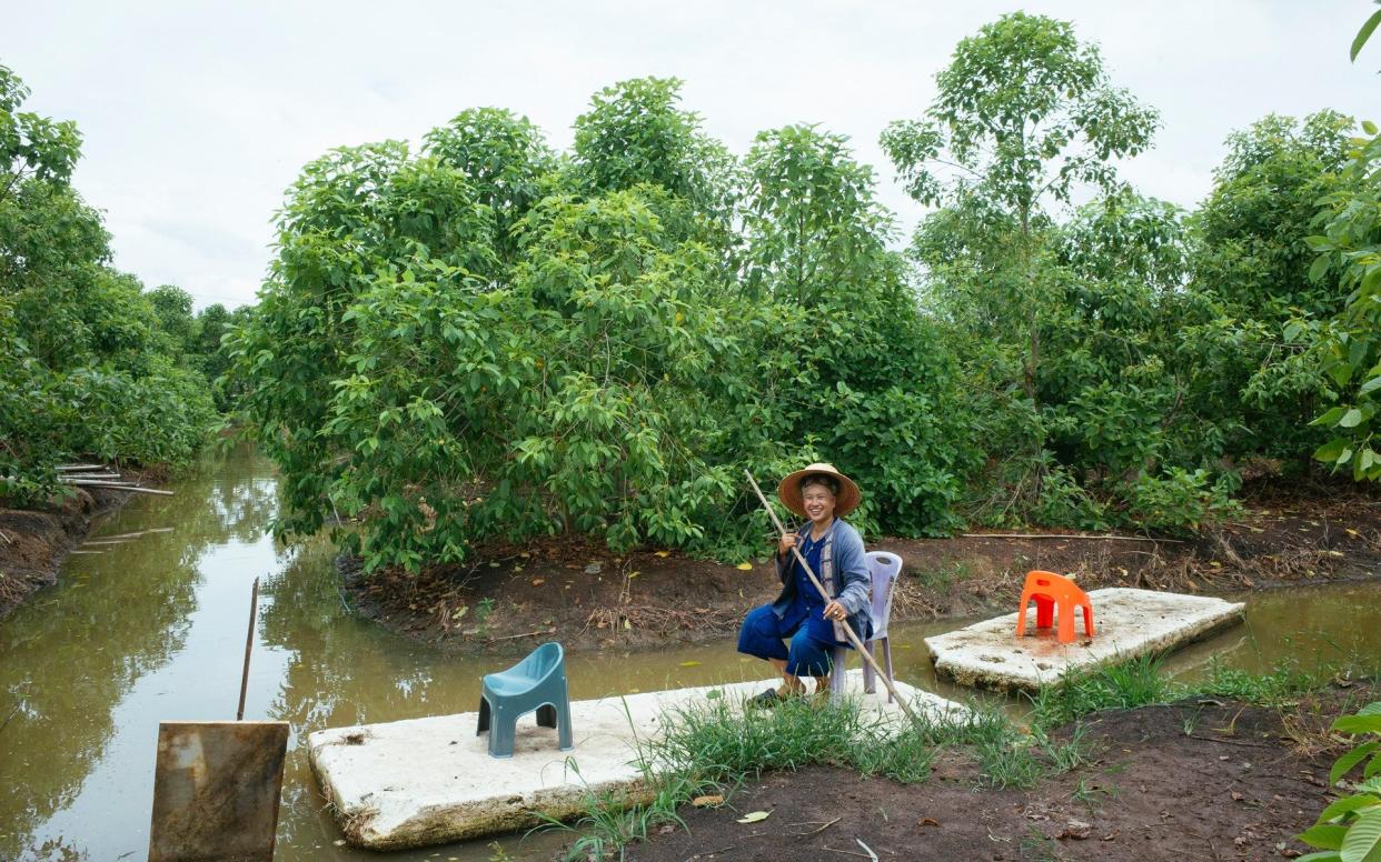 In south-east Asia, kratom has traditionally been used by labourers for an energy boost, and brewed by traditional healers to tackle pain