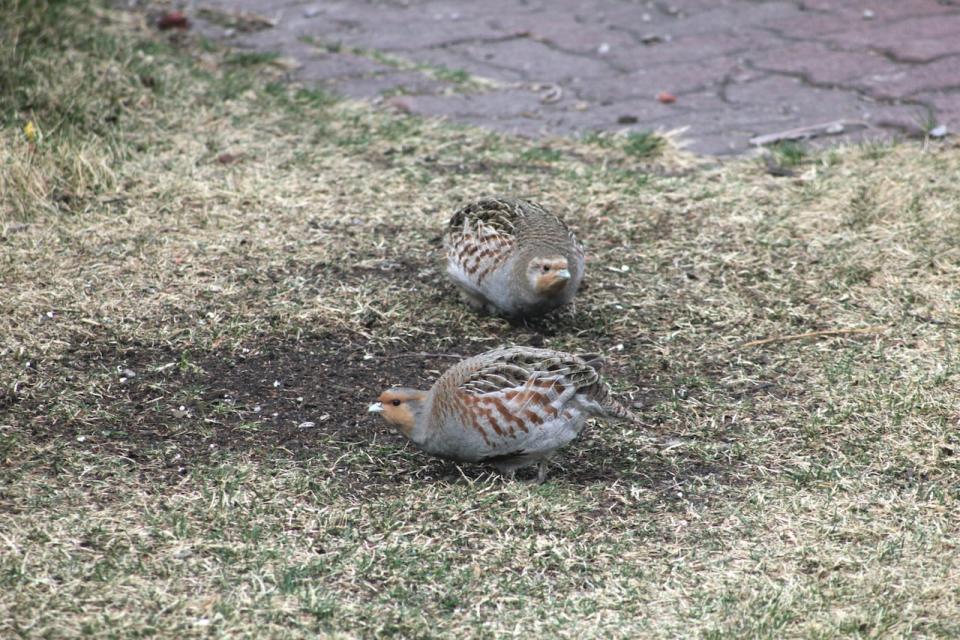 Also known as the Hungarian partridge, the province says the gray partridge is a small bird introduced to Alberta in 1908. It is a native of the bush plains of Europe and western Asia, but this partridge couple has found a home in Parksdale. (Submitted by Martha Bondy)