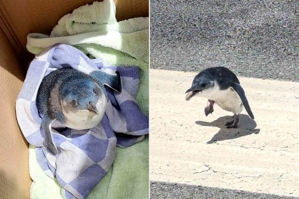 <p>Wellington Airport</p> The penguin that was spotted on the runway at Wellington Airport