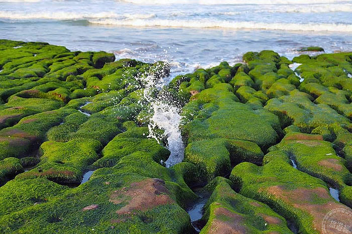 北海岸石門老梅海岸「綠石槽」(圖片來源：北觀處)