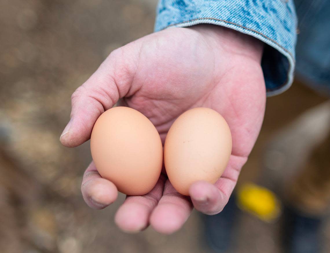 Think backyard chicken farming will produce cheap eggs? Think again.