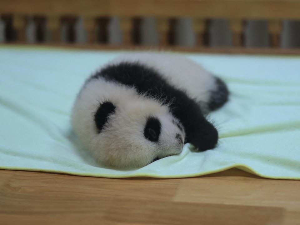 Panda baby at Chengdu zoo