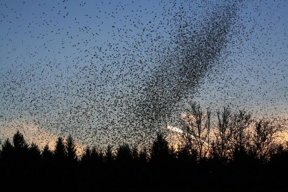 A flock of bramblings at dusk in the Southern Black forest.