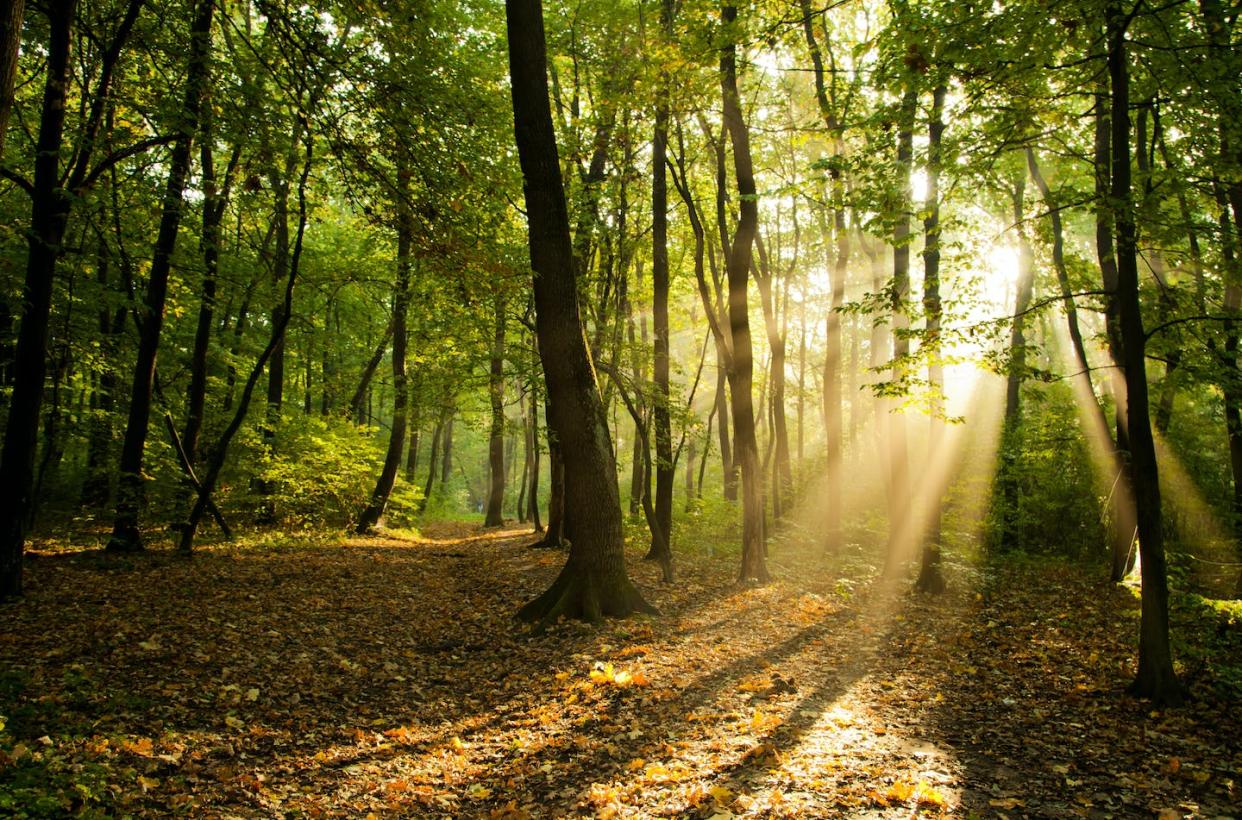 <a href="https://www.shutterstock.com/es/image-photo/sunbeams-pour-through-trees-forest-116844061" rel="nofollow noopener" target="_blank" data-ylk="slk:Poznukhov Yuriy / Shutterstock;elm:context_link;itc:0;sec:content-canvas" class="link ">Poznukhov Yuriy / Shutterstock</a>