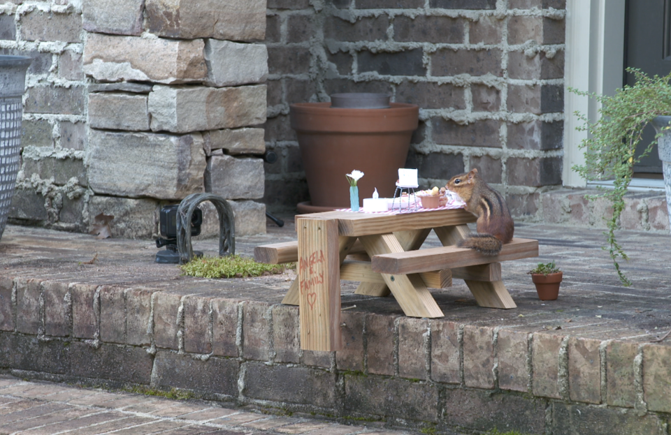 A chipmunk sits in its own porch restaurant. / Credit: CBS News