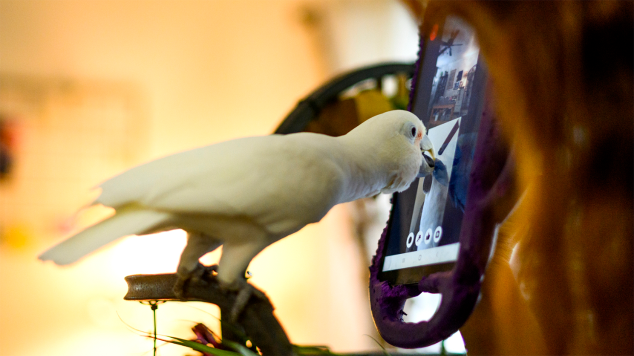 An 11-year-old cockatoo named Ellie uses Facebook Messenger to video communicants with a fellow parrot.