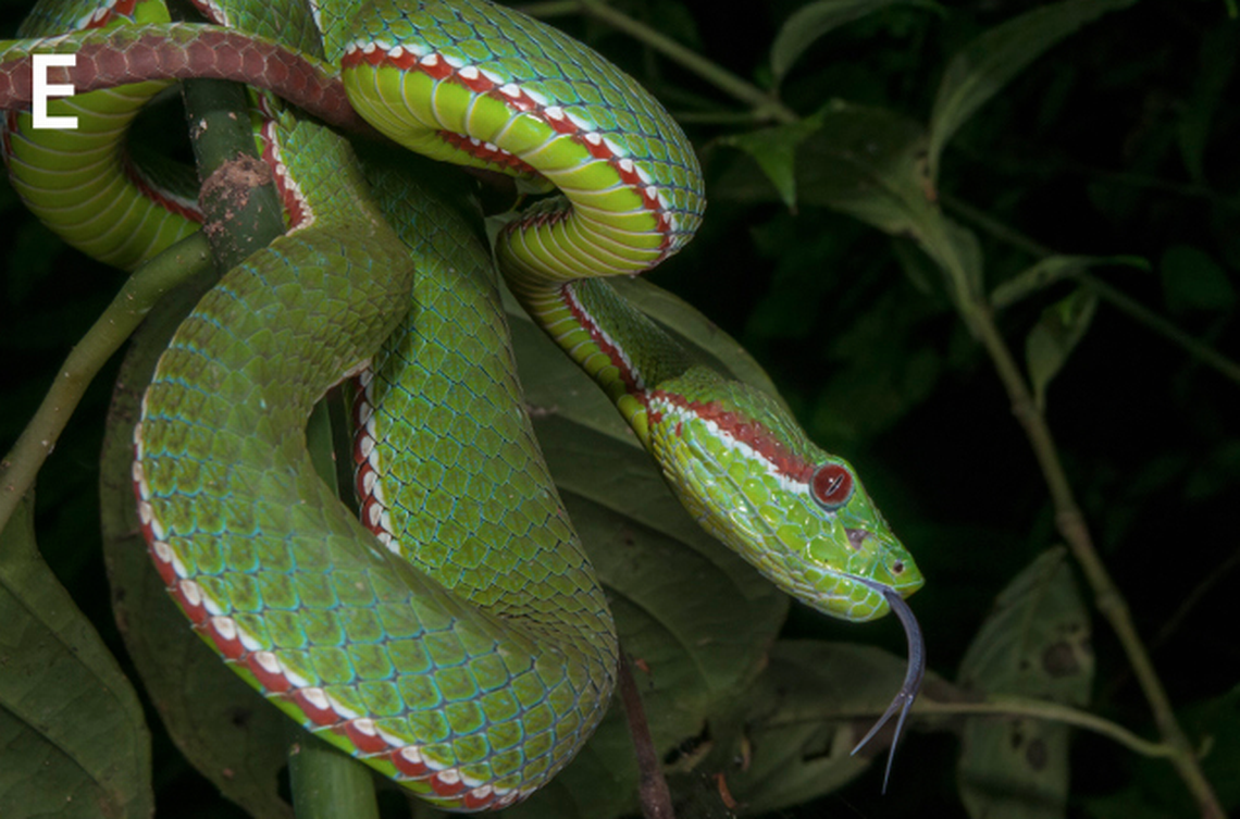 A small, fleshy organ in between the snake’s eye and nostril allows it to sense heat and hunt more successfully.