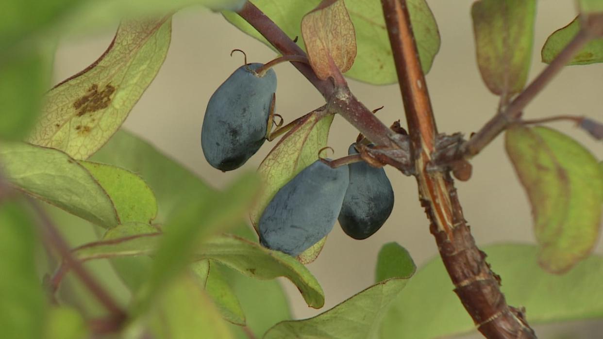 Late summer used to be lush with berries in the Yukon, including the haskap pictured. However local berry pickers and scientific research both confirm that the abundance of certain berries has been declining for decades.  (CBC - image credit)