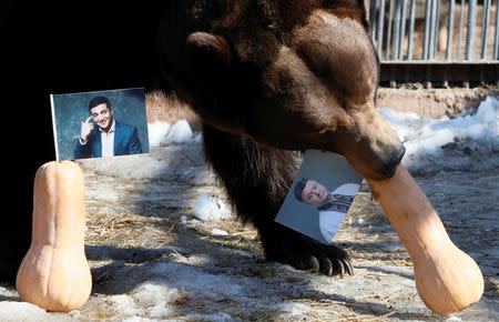 Buyan, a male Siberian brown bear, chooses a pumpkin with a photograph of candidate Petro Poroshenko while attempting to predict the winner of the Ukrainian presidential election, as a photo of candidate Volodymyr Zelenskiy is placed nearby, during an event at the Royev Ruchey Zoo in Krasnoyarsk, Russia March 28, 2019. REUTERS/Ilya Naymushin