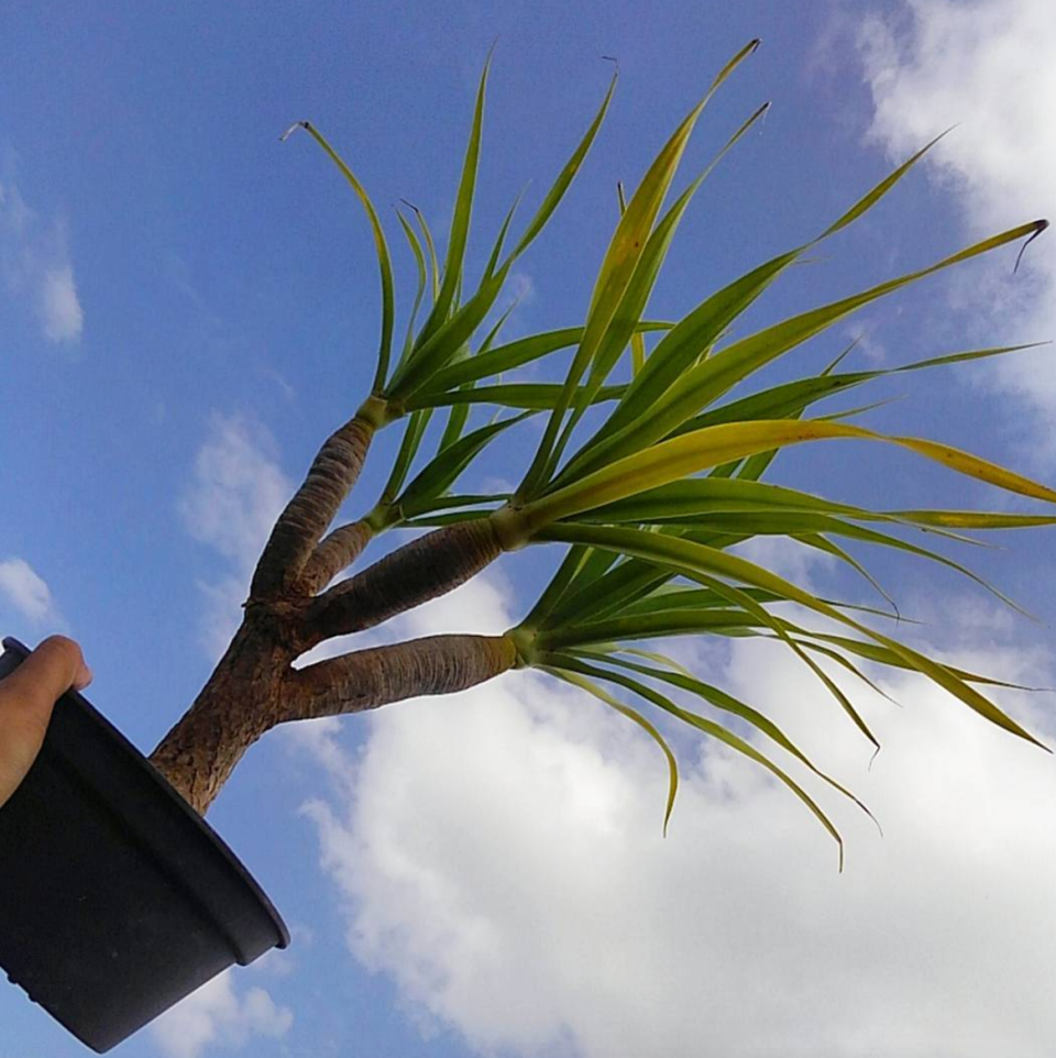 <p>These are ideal floor plants as they grow nice and tall. You can ignore them most of the time as they prefer dry-ish soil and indirect light. Just touch the soil occasionally and water if it feels bone dry.</p><p>Image: Instagram </p>