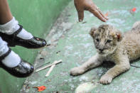 <p>Zoos setzen sich zwar auch in großem Maße für den Artenschutz ein – trotzdem sehen viele Besucher die Tiere als Amüsement. Hier versucht eine Frau, ein Junges zu streicheln, das vor ihren Füßen liegt. Es wird nie erfahren, wie es ist, in Freiheit zu leben. (Bild: Jo-Anne McArthur/Caters) </p>