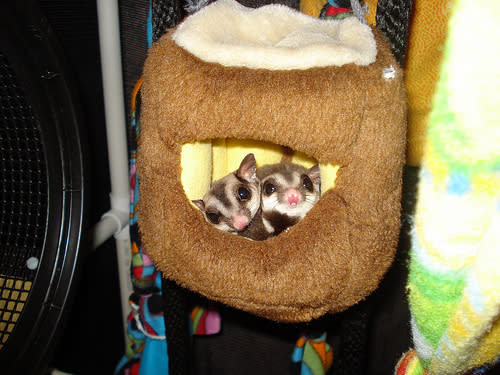 Are you ready for TWO sugar gliders?