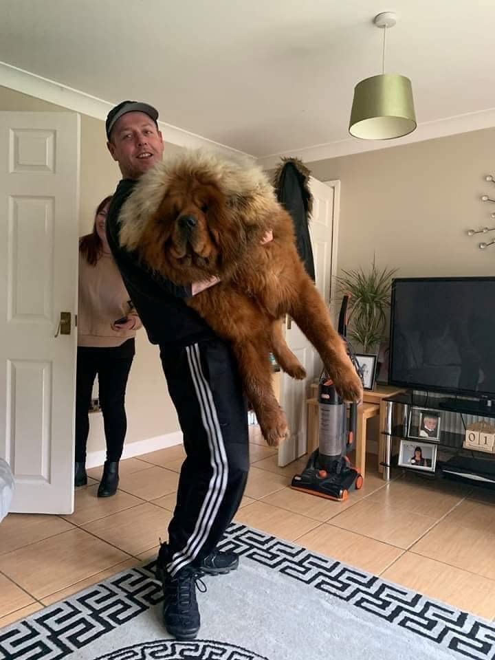  These massive golden pups are so large strangers have mistaken them for lions while out on their daily walk,but their owner insists they're 'gentle giants' who think they're tiny lapdogs.