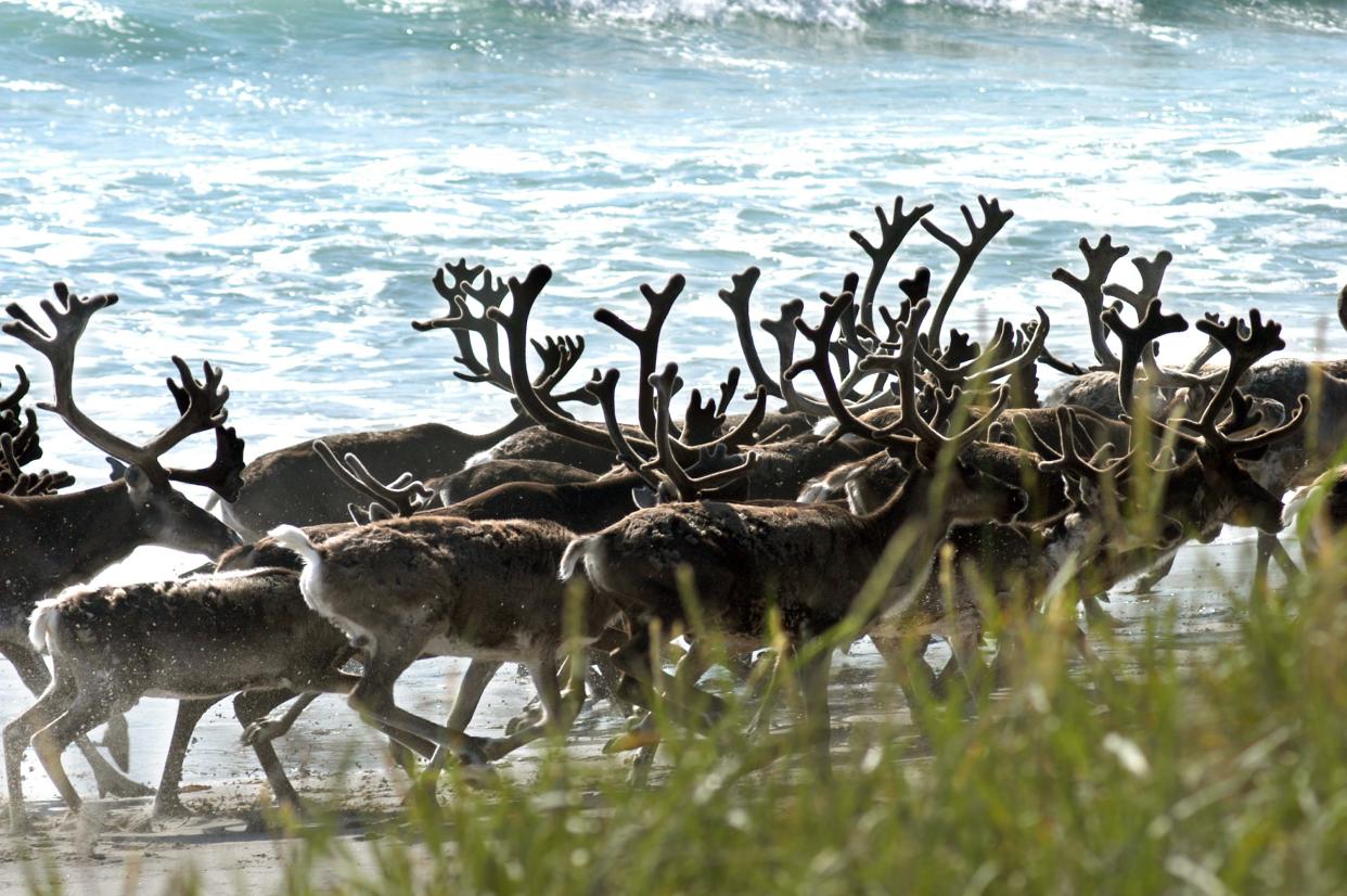 A reindeer herd walks on the beach in Jarfjord, Norway, on November 11, 2009.