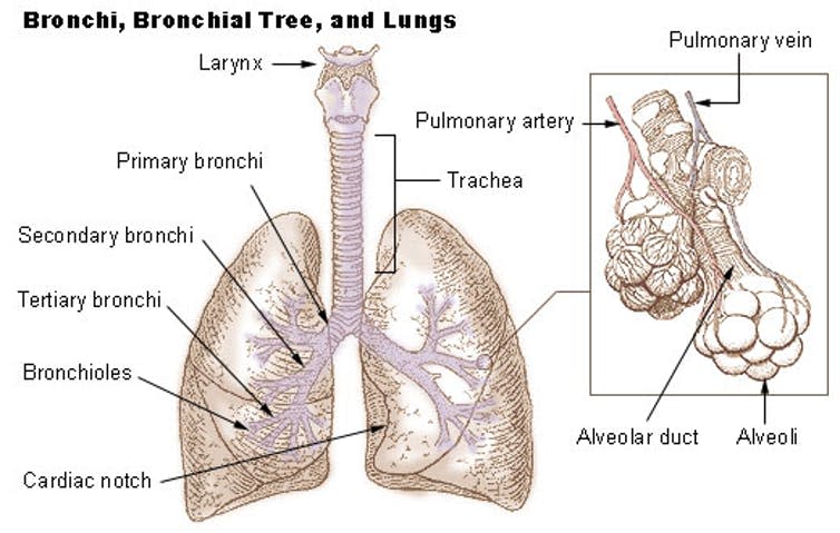<span class="caption">A look at the lungs.</span> <span class="attribution"><a class="link " href="https://en.wikipedia.org/wiki/Lung#/media/File:Illu_bronchi_lungs.jpg" rel="nofollow noopener" target="_blank" data-ylk="slk:US Government/Wikipedia;elm:context_link;itc:0;sec:content-canvas">US Government/Wikipedia</a></span>