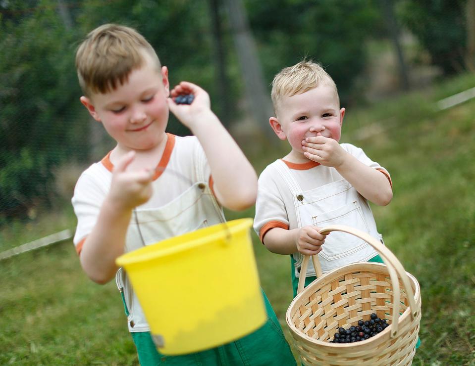 Brothers Hunter, 6, and Rowen Bocash, 4, of Weymouth, taste blueberries they picked with their mom and grandma at Tree Berry Farm in Scituate on Monday, July 18, 2022.