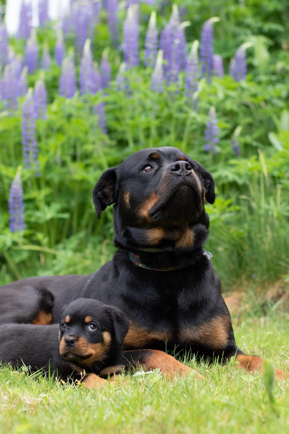 A dog and a puppy sit in a field of flowers.