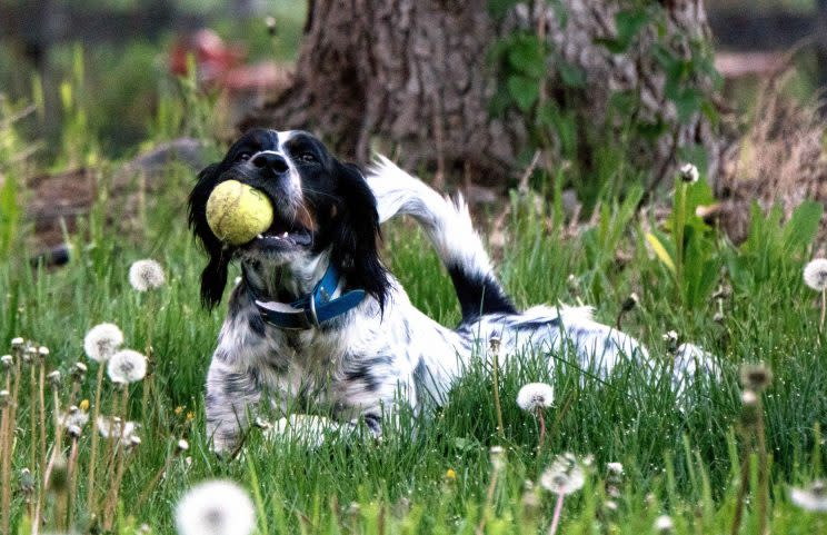 Run for your life - pet dog narrowly escapes death after being attacked by wild stallion