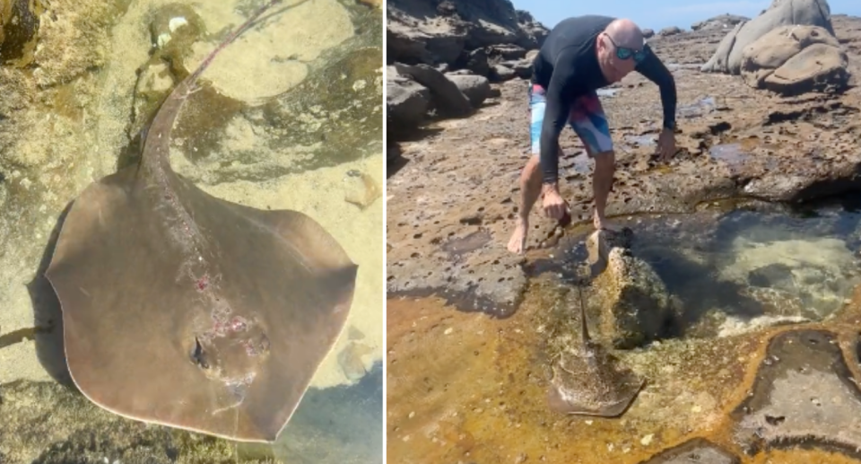 On left, close up image of stingray appearing to have scratches along its spine from the rocks. Right image of man trying to carry stingray using the end of its tail to rescue it.