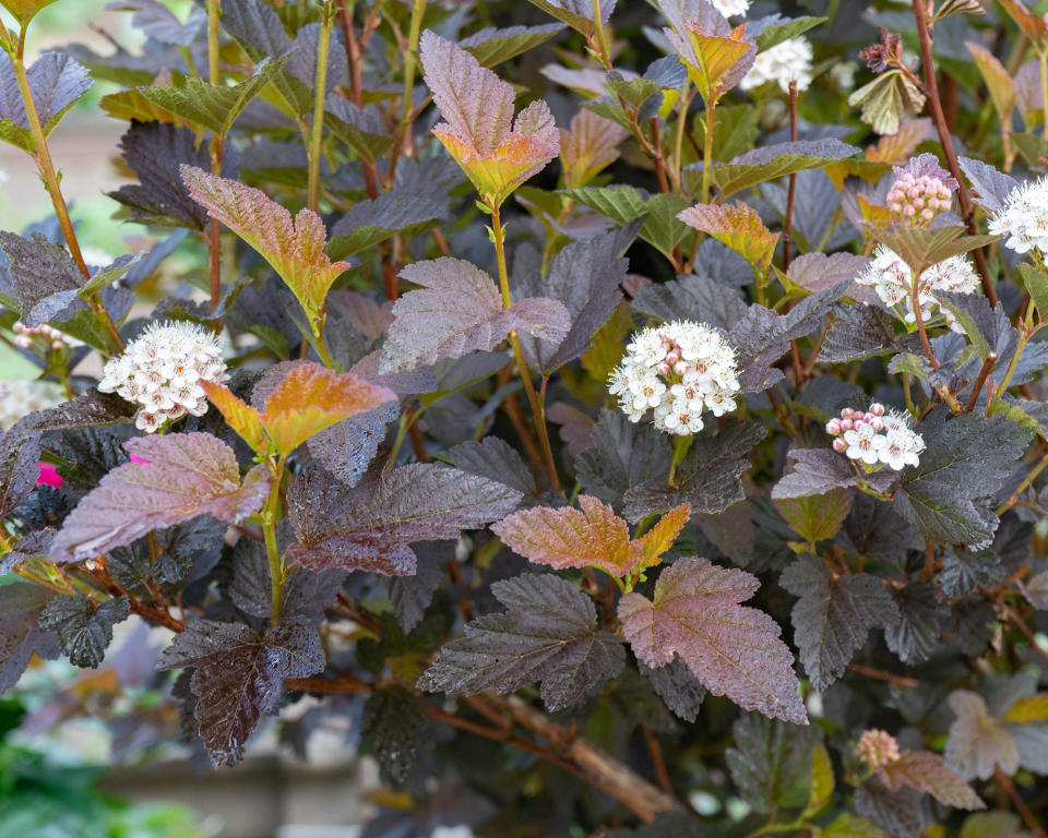 7. Diablo ninebark (Physocarpus Diablo ('Monlo'))