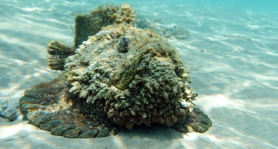 Stonefish underwater. 