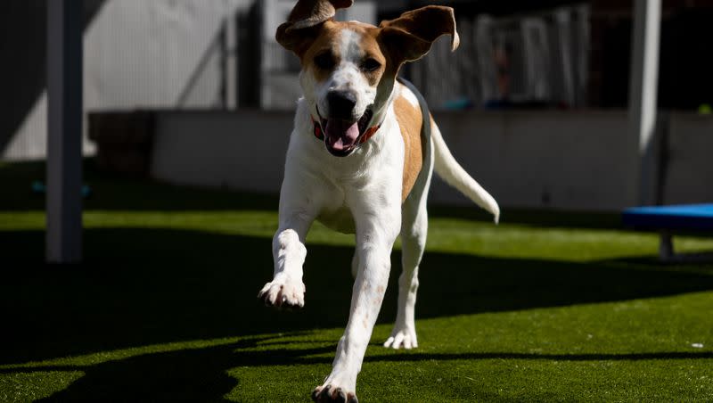 Echo, an 11-month old coonhound mix, plays outside at Salt Lake County Animal Services in Millcreek on Thursday, April 20, 2023.