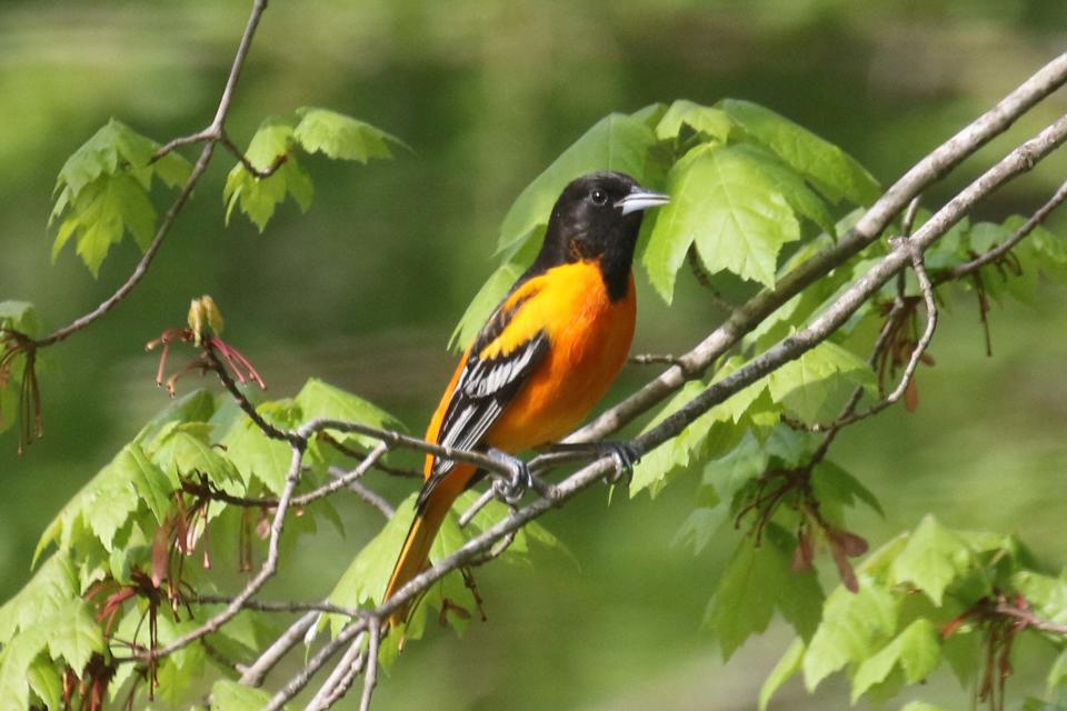 Tropical birds arriving in the Tri-State now include those of intense and dramatic color, including this male Baltimore oriole.
