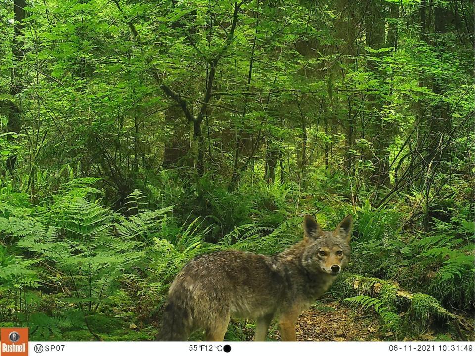 An image of a coyote in Stanley Park was captured by a motion-sensor camera in June 2021.