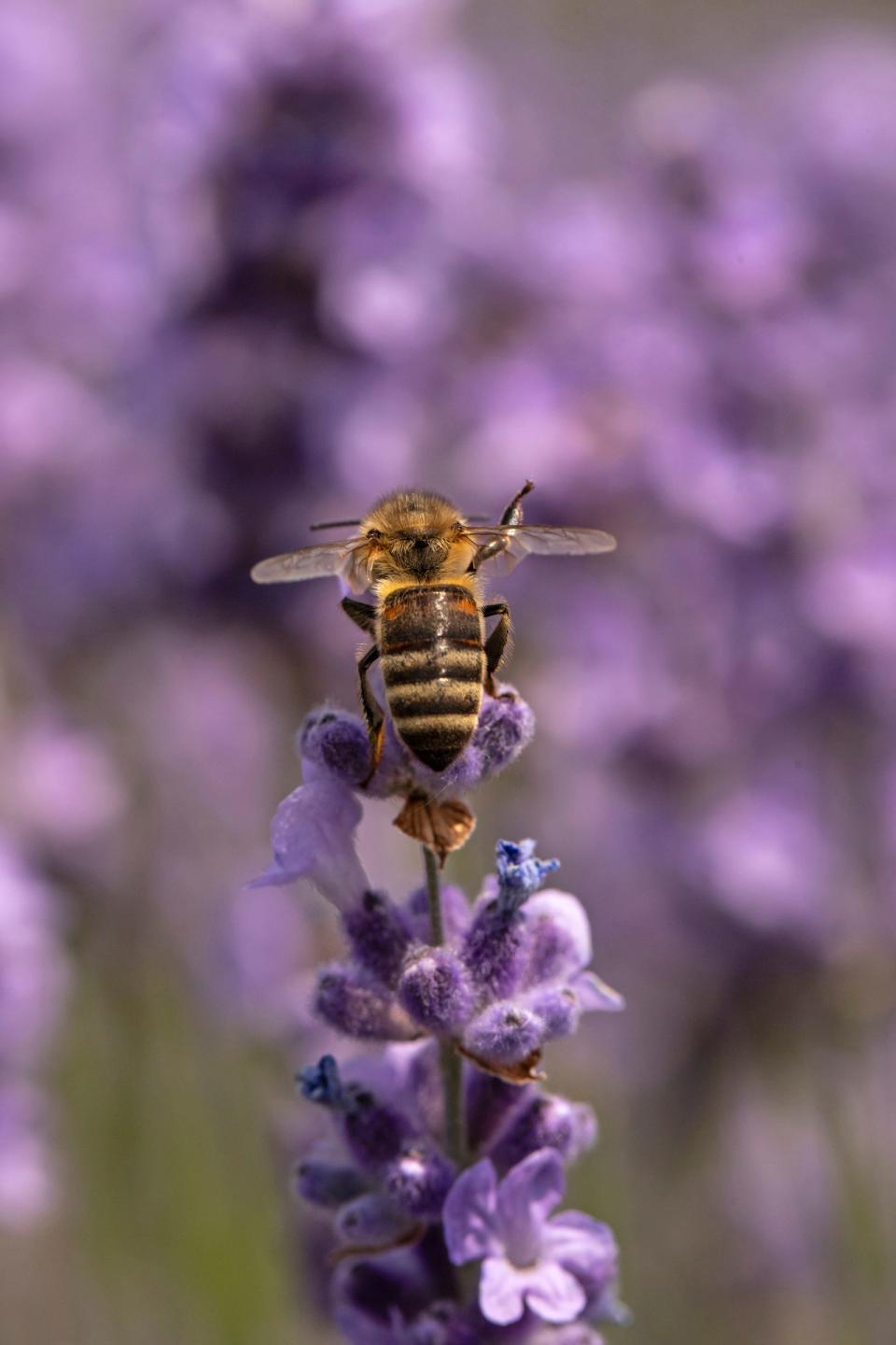 A bee pollinates lavender at Shades of Lavender Farm in Mattawan on Sunday, June 16, 2024. The farm is open to the public and visitors can walk through lavender fields, cut their own bundles and shop for lavender products like soaps, lotions and candles.