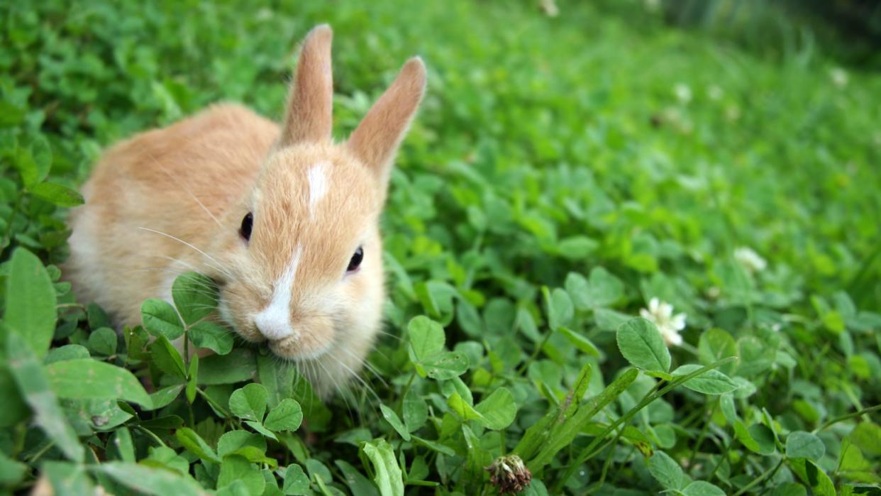  Rabbit munching on clovers. 