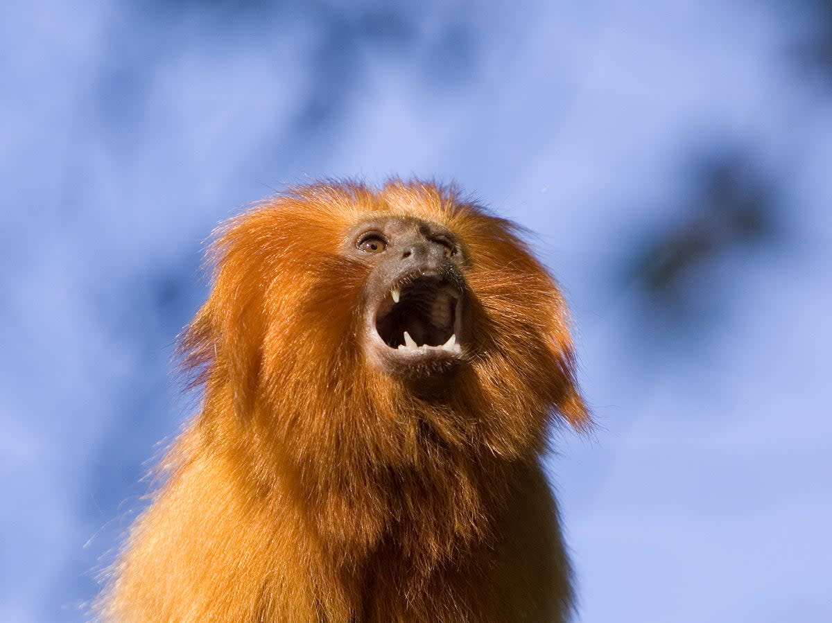 Raising the alarm. Golden lion tamarins are an endangered species native to the Atlantic coastal forests of Brazil (Getty)