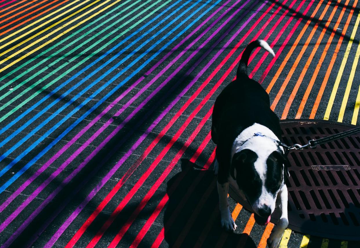 Don't worry that your dog's world is visually drab. <a href="https://www.gettyimages.com/detail/photo/high-angle-view-of-dog-walking-on-colorful-striped-royalty-free-image/677142241" rel="nofollow noopener" target="_blank" data-ylk="slk:Kevin Short/EyeEm via Getty Images;elm:context_link;itc:0;sec:content-canvas" class="link ">Kevin Short/EyeEm via Getty Images</a>