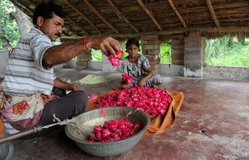 Flower farmers sort out petals at a farm in Kannauj, in the northern state of Kanpur. Located on the banks of River Ganges, Kannauj was once a key trading centre for Indian perfumes, spices and silks that were sent mainly to the countries in the Middle East