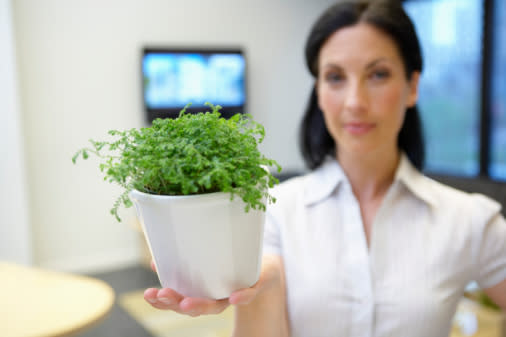 ¡Es hora de que tengas una planta en tu oficina! / Foto: Thinkstock