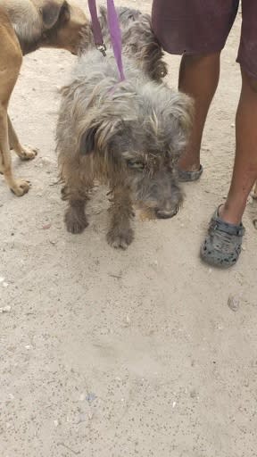 Michele's Rescue says it is rescuing dogs that were abandoned in Honduras. (Courtesy Michele's Rescue)