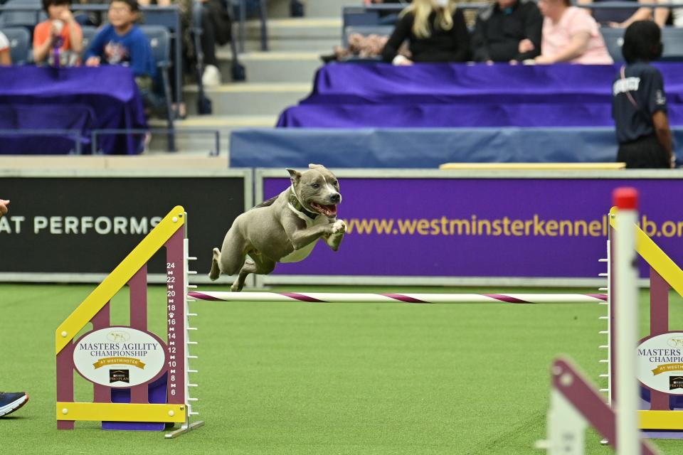 A dog performs in the Masters Agility Championships during The 147th Annual Westminster Kennel Club Dog Show Presented by Purina Pro Plan - Canine Celebration Day at Arthur Ashe Stadium on May 06, 2023 in New York City.