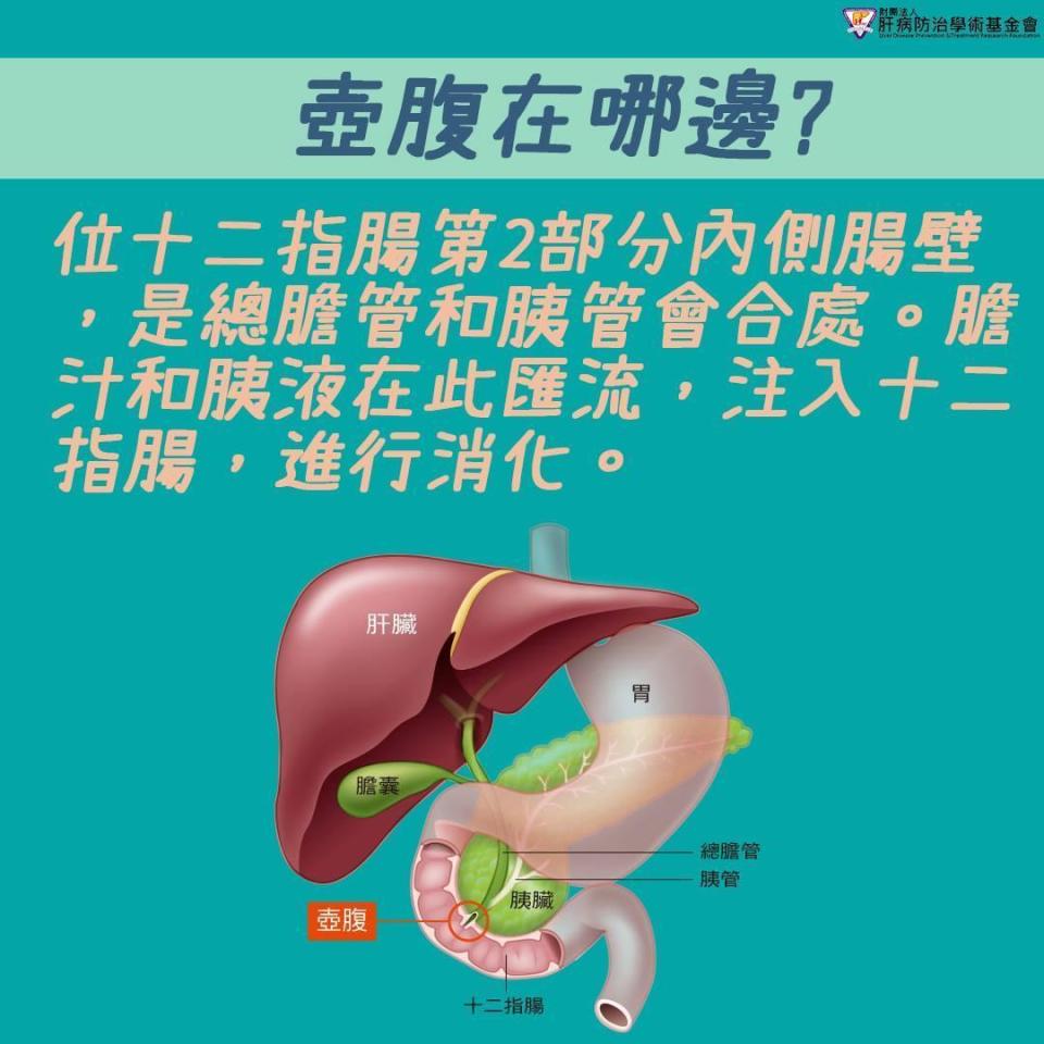 壺腹的位置在器官交接處，動手術的困難相當高。（翻攝自肝病防治基金會網站）