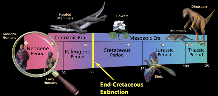 <span class="caption">PENDING PERMISSION.</span> <span class="attribution"><a class="link " href="https://samnoblemuseum.ou.edu/understanding-extinction/mass-extinctions/end-cretaceous-extinction/" rel="nofollow noopener" target="_blank" data-ylk="slk:Sam Noble Museum, Oklahoma University;elm:context_link;itc:0;sec:content-canvas">Sam Noble Museum, Oklahoma University</a></span>