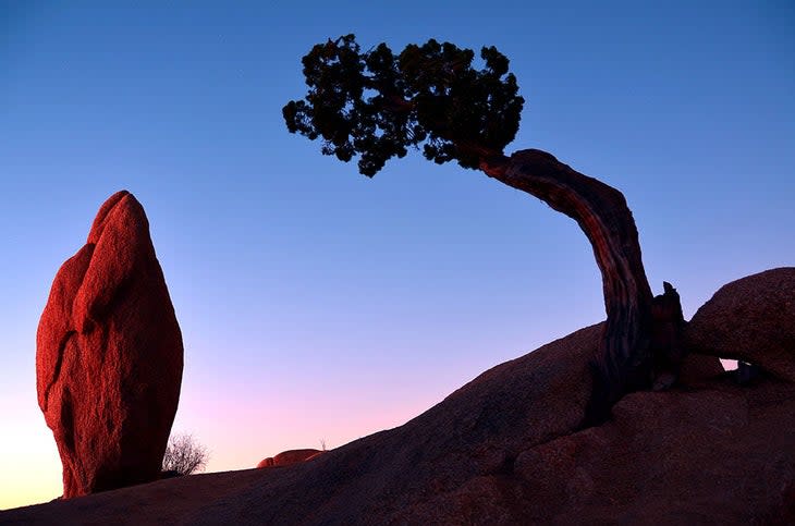 A lone juniper stands guard over a rock during sunrise at Joshua Tree National Park