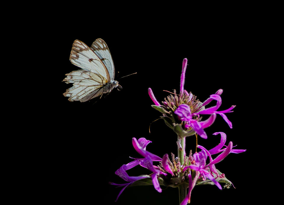 Animals in flight