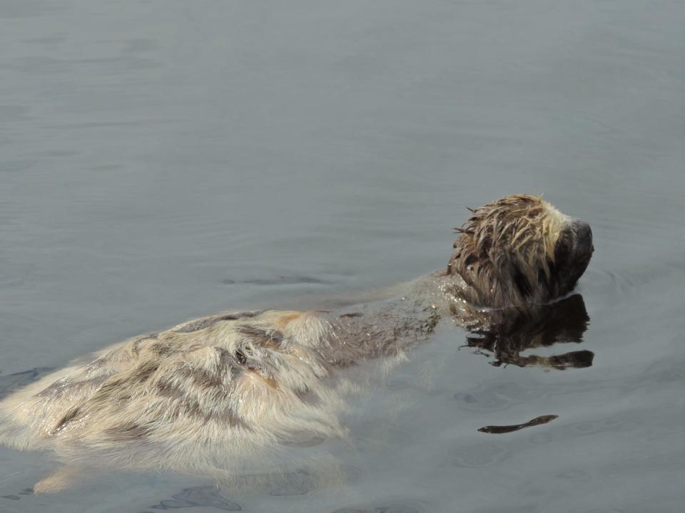 They love to swim.