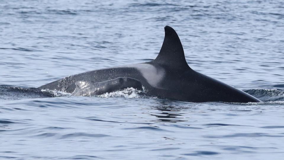 A pilot whale calf swims next to a female orca as if she were its mother.