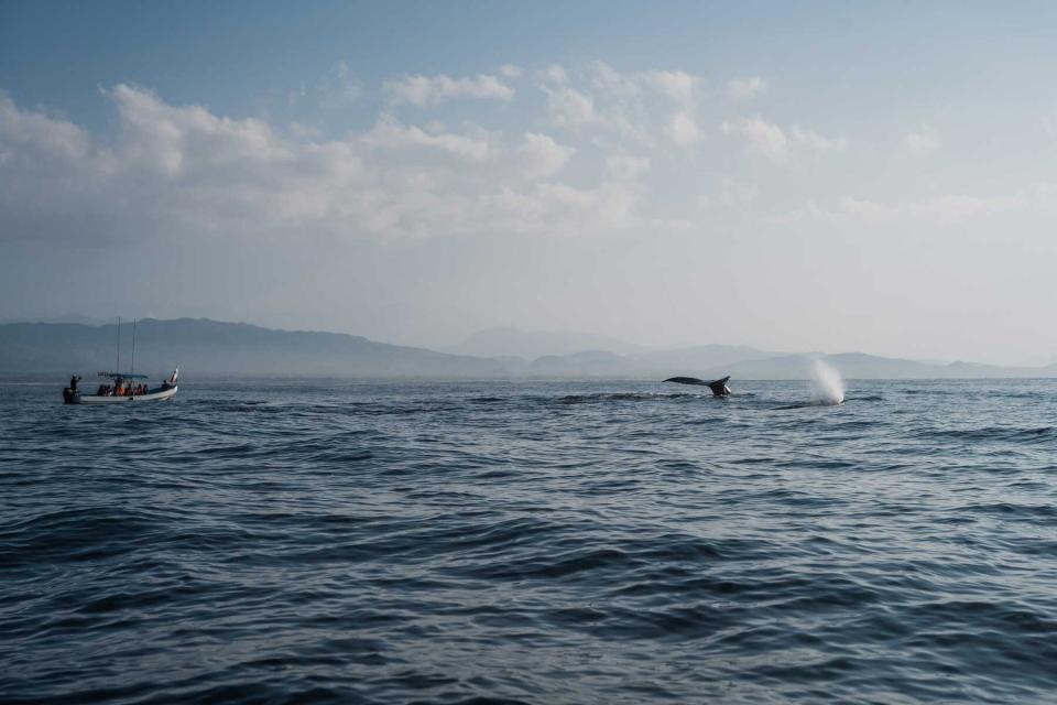 Humpback Whale diving next to a tour boat in Puerto Escondido mexico.