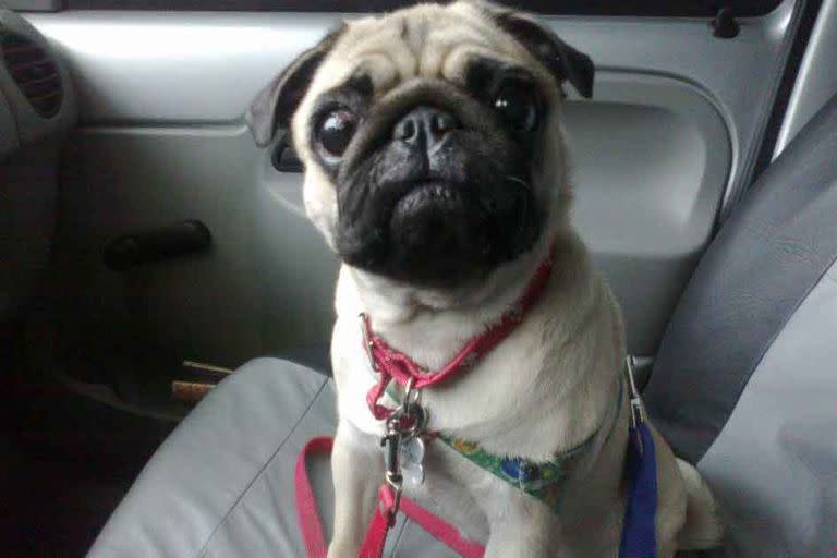 Para viajar con perros en el auto, existe un cinturón de seguridad especial para mascotas